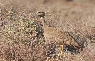 Karoo Korhaan